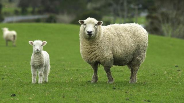 My sheep hear my voice